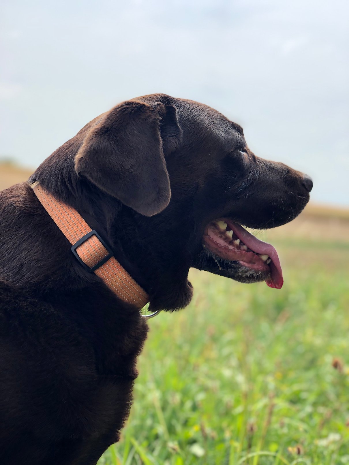 Chien ayant une éducation positive et bienveillante. 